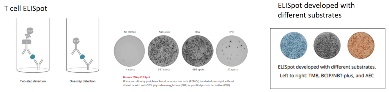Ex vivo capability for vaccine evaluation