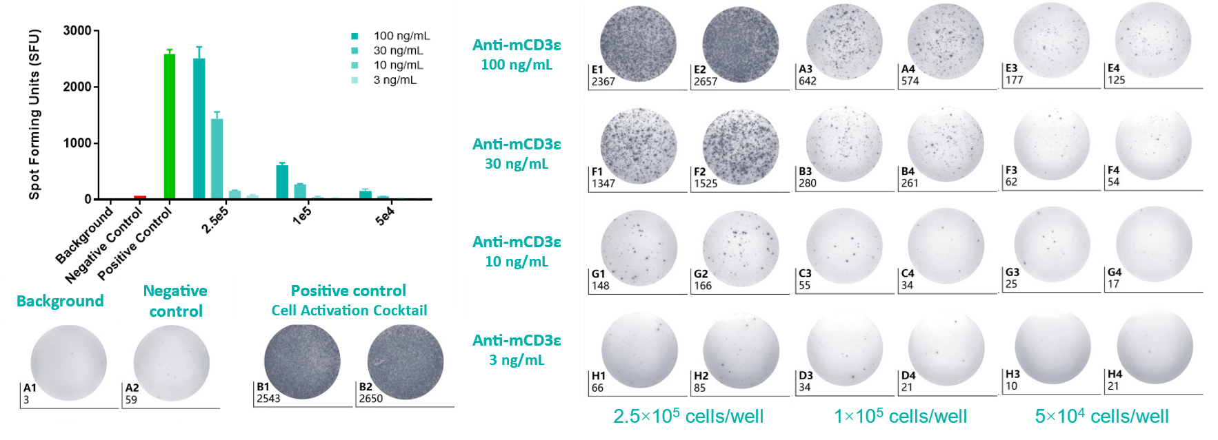 The statistical histogram and plate view of IFN-γ ELISpot assay.