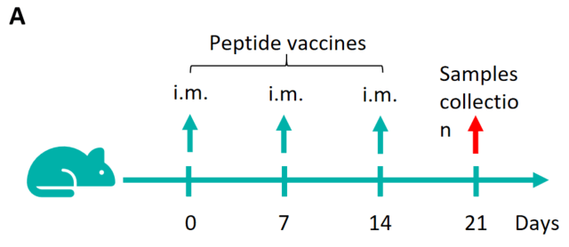 Figure 1. Detection of peptide vaccine-induced immune responses in B-HLA-A2.1 mice by mIFN-γ ELISpot assay.