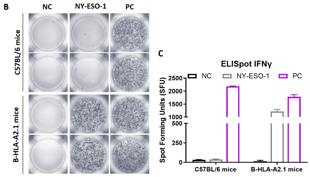 B-HLA-A2.1 mice---- Peptide vaccines induced immune responses