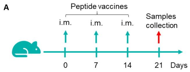 Figure 1. Detection of peptide vaccine-induced immune responses in B-HLA-A11.1 mice by mIFN-γ ELISpot assay.