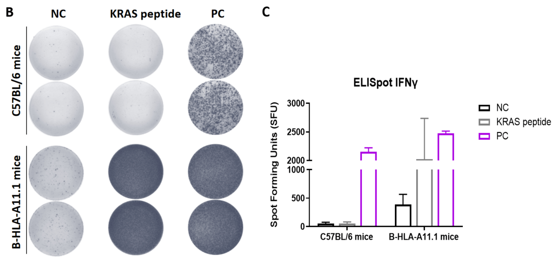 B-HLA-A11.1 mice---- Peptide vaccines induced immune responses