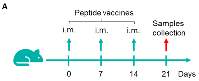 Detection of vaccine-induced immune responses in B-HLA-A3.1 mice by IFN-γ ELISpot assay.