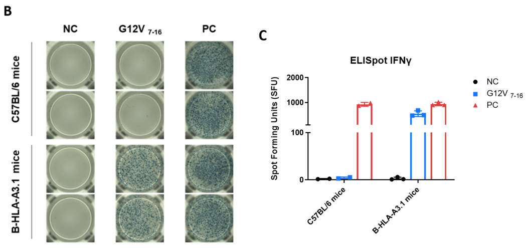 B-HLA-A3.1 mice---- Peptide vaccines induced immune responses