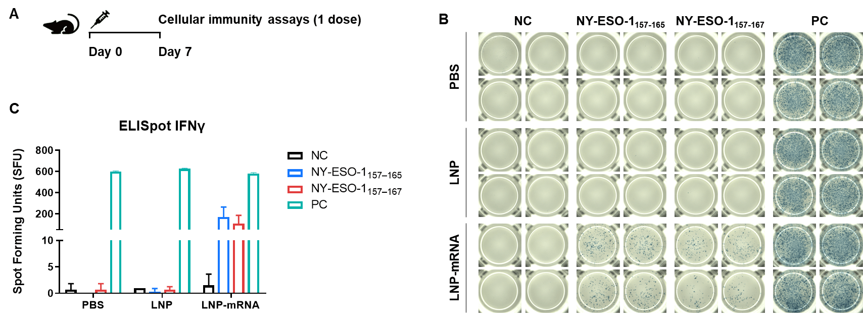 Figure 2. Detection of mRNA vaccine-induced immune responses in B-HLA-A2.1 mice by IFN-γ ELISpot assay.