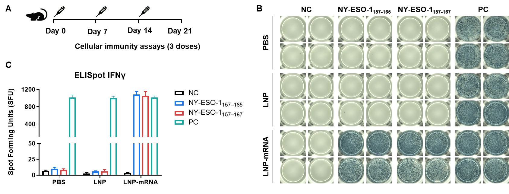 Figure 3. Detection of mRNA vaccine-induced immune responses in B-HLA-A2.1 mice by IFN-γ ELISpot assay.