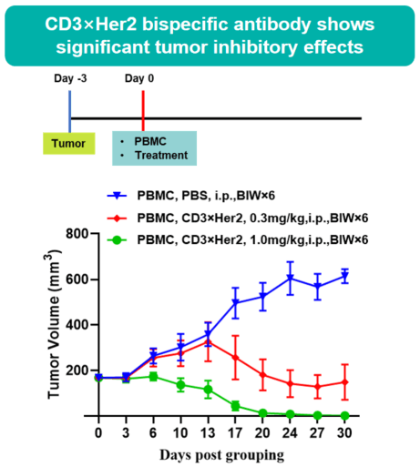 In vivo efficacy evaluation of a bispecific antibody in B-NDG mice reconstituted with human PBMCs 2