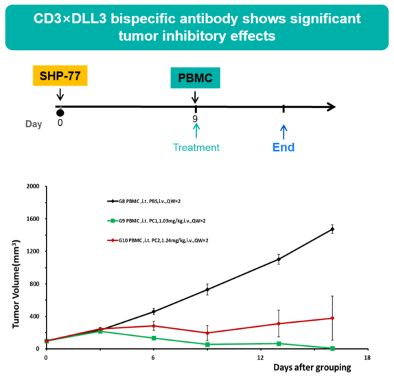 In vivo efficacy evaluation of a bispecific antibody in B-NDG mice reconstituted with human PBMCs 3
