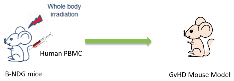 Construction and Application of GvHD Mouse Model