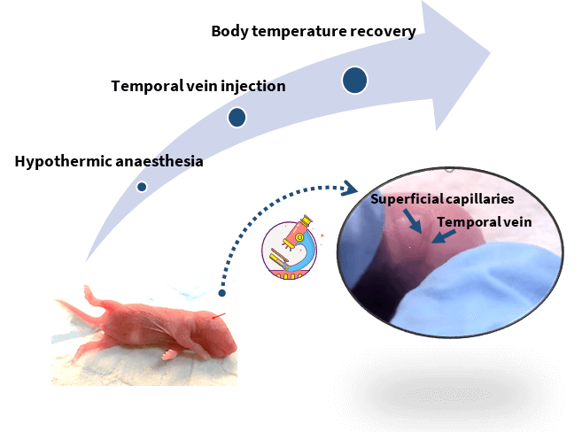 Construction and Application of CD34+ HSC Reconstitution Mouse Model