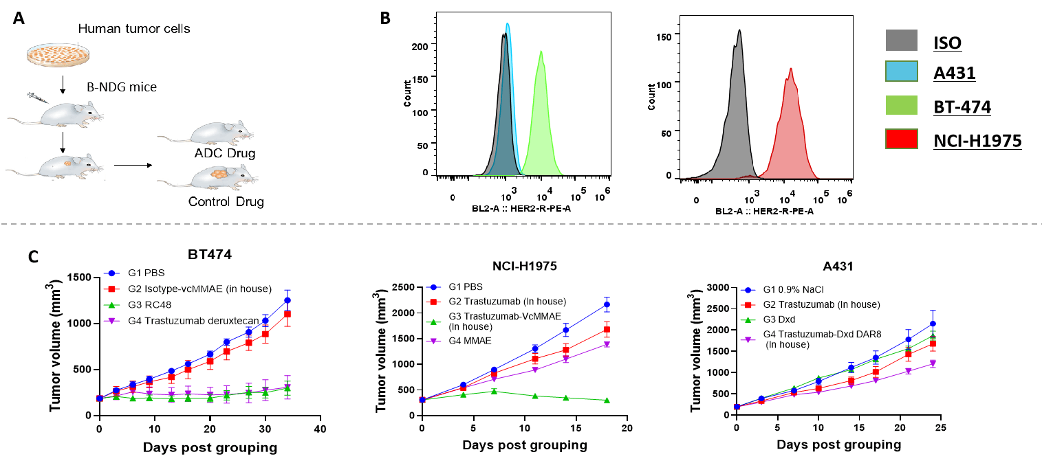 Comparing three cell lines with different Her2 expression level and establishing CDX models in B-NDG mice to verify the difference in efficacy of Her2-targeting ADC drugs.