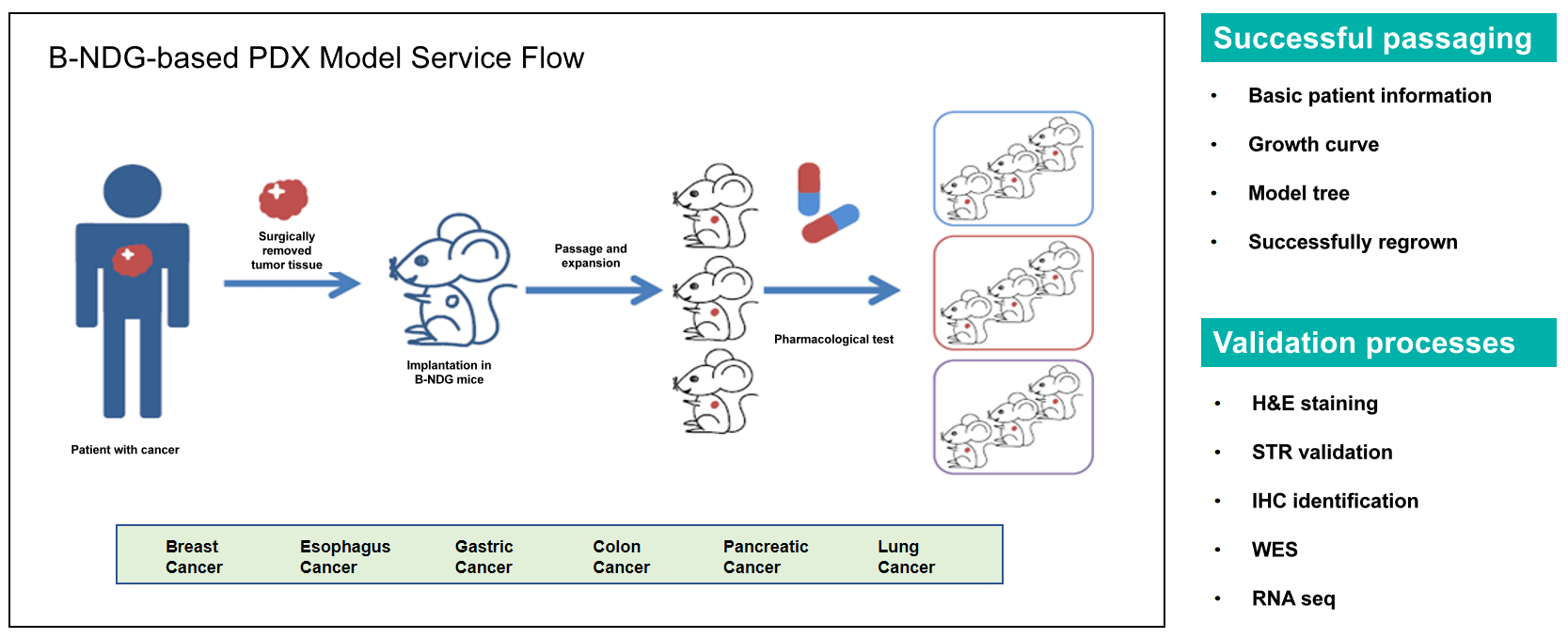 Service Workflow for B-NDG-based PDX Models