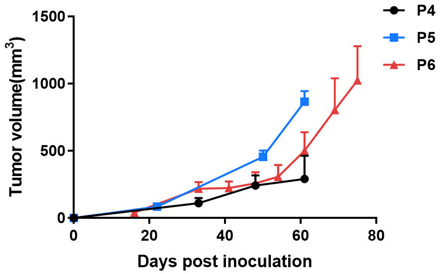 Growth Curve from different passages in B-NDG mice