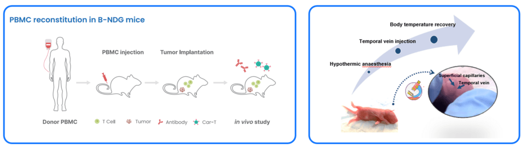 Human immune system for PBMC / CD34+ HSC reconstruction