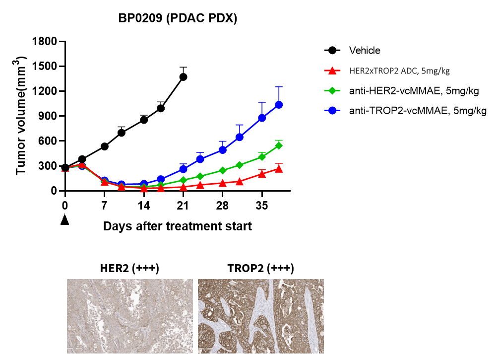 Anti-tumor efficacy of ADC in Solid tumor PDX model