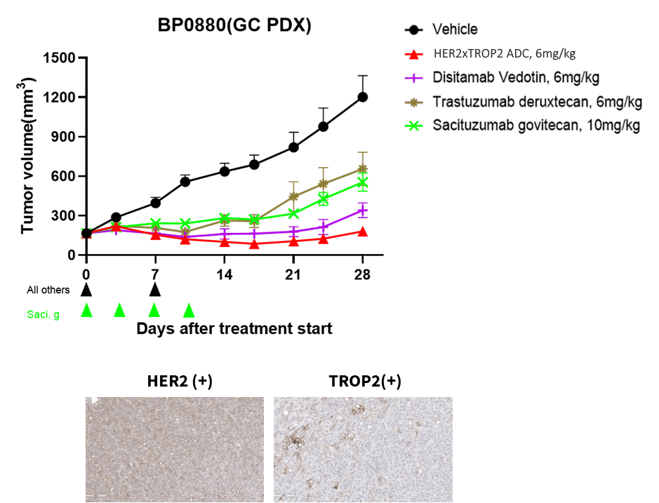 Anti-tumor efficacy of ADC in Solid tumor PDX model 2