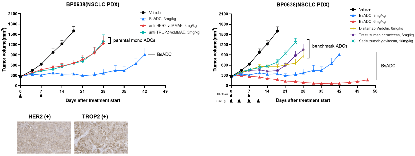 Anti-tumor efficacy of BsADC in Solid tumor PDX model