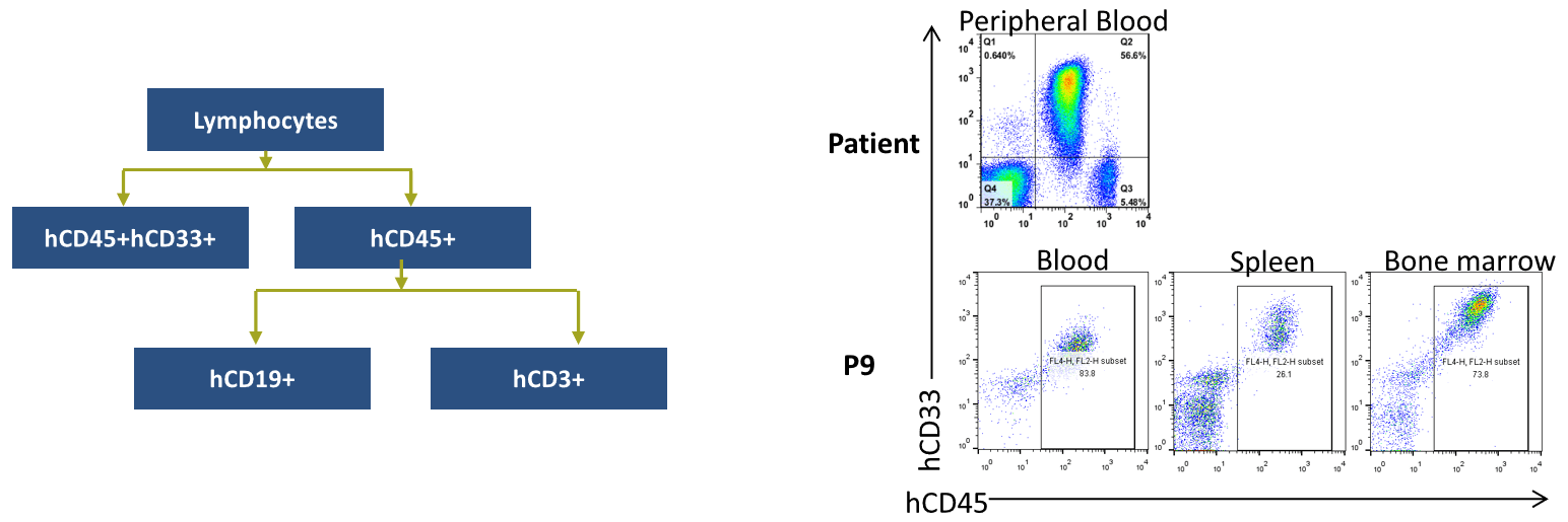 Cell Phenotype Confirmation