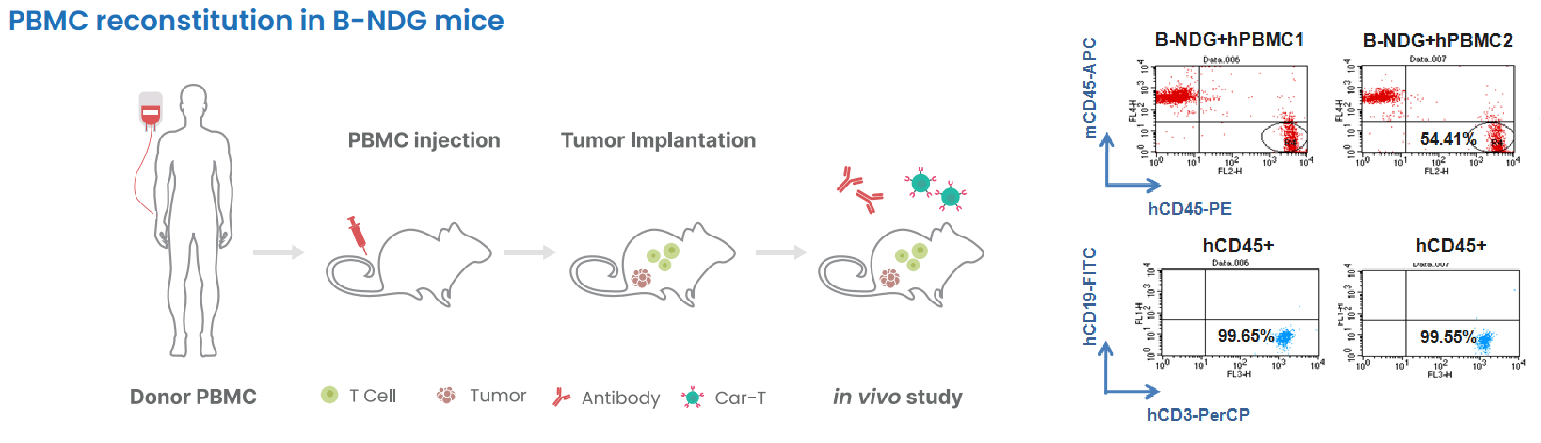 Construction and Application of PBMC Immune Reconstitution Mouse Model