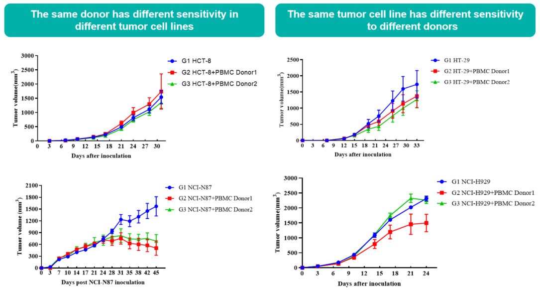 PBMC reconstituted mouse CDX model in B-NDG mice