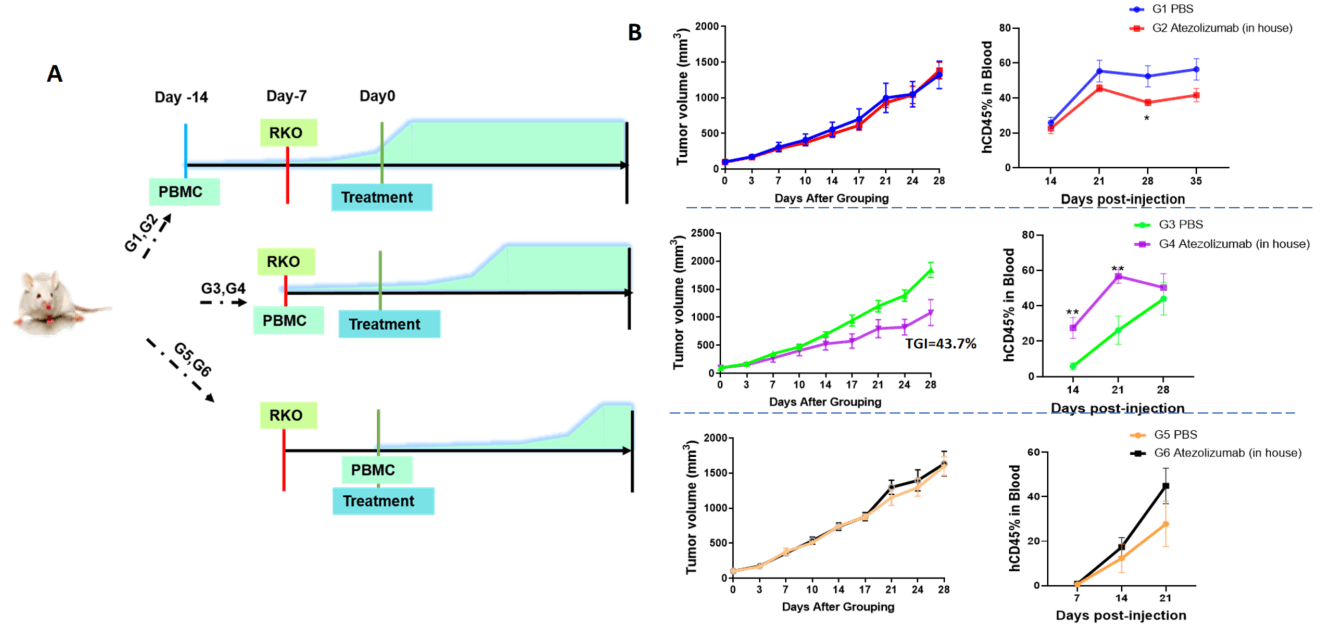 Treatment of B-NDG mice with different PBMC implantation time point in RKO tumor model using PD-L1 antibody