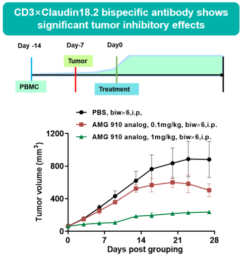 In vivo efficacy evaluation of a bispecific antibody in B-NDG mice reconstituted with human PBMCs