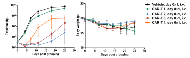 Figure Efficacy evaluation of CAR-T cell therapy using a Raji lymphoma CDX tumor model in B-NDG mice.
