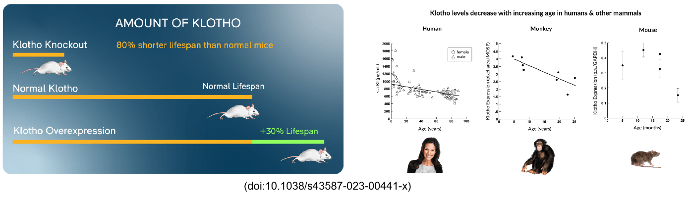 Gene Targeting Strategy of B-Klotho KO Mice