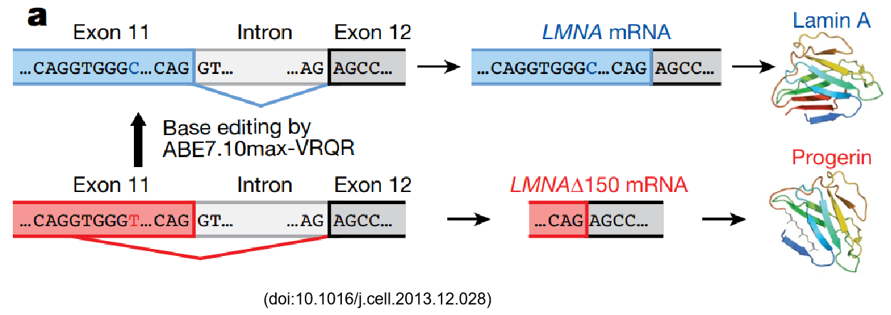 Gene Targeting Strategy of B-hLMNA*G608G Mouse