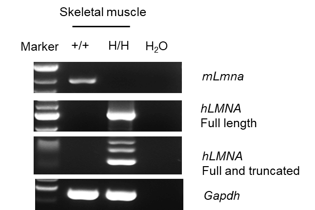 Validation of LMNA*G608G Expression in B-hLMNA*G608G KO Mice