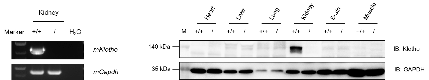 Validation of mKlotho Expression in B-Klotho KO Mice