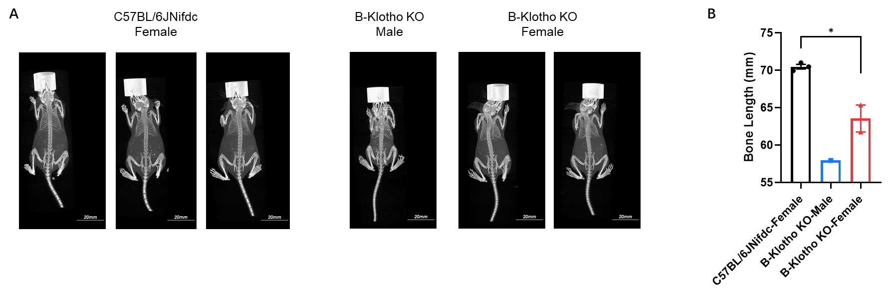 Whole-body and bone length Micro-CT imaging