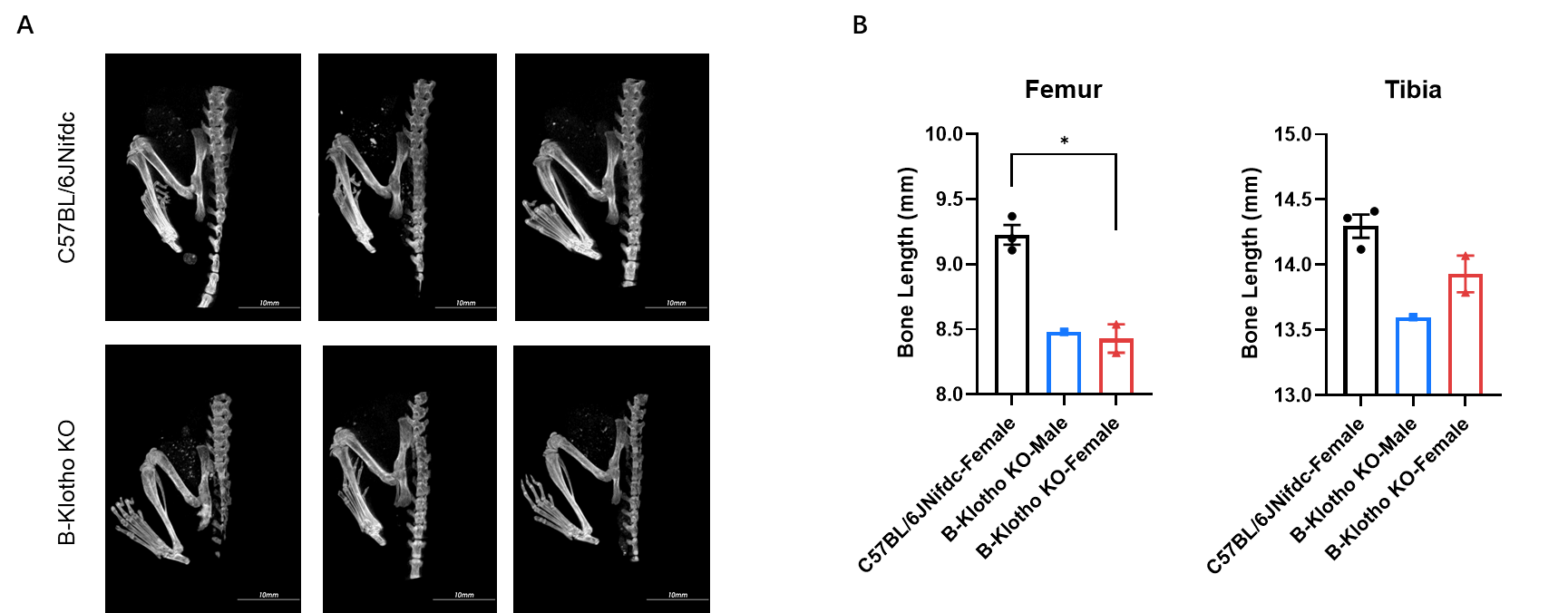 Whole-body and bone length Micro-CT imaging 2