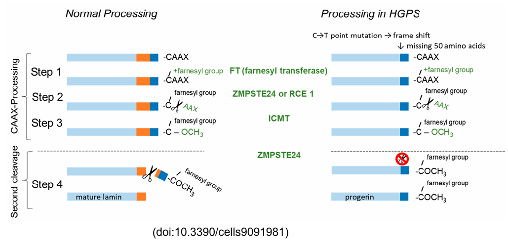 Gene targeting strategy of B-Zmpste24 KO mice