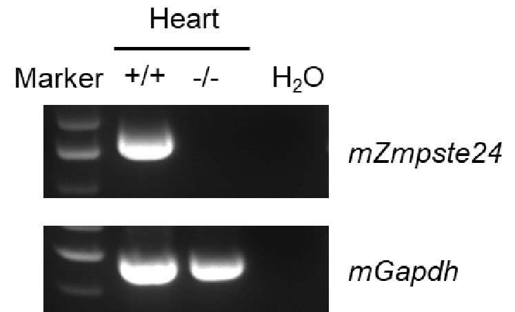 mRNA Expression Analysis