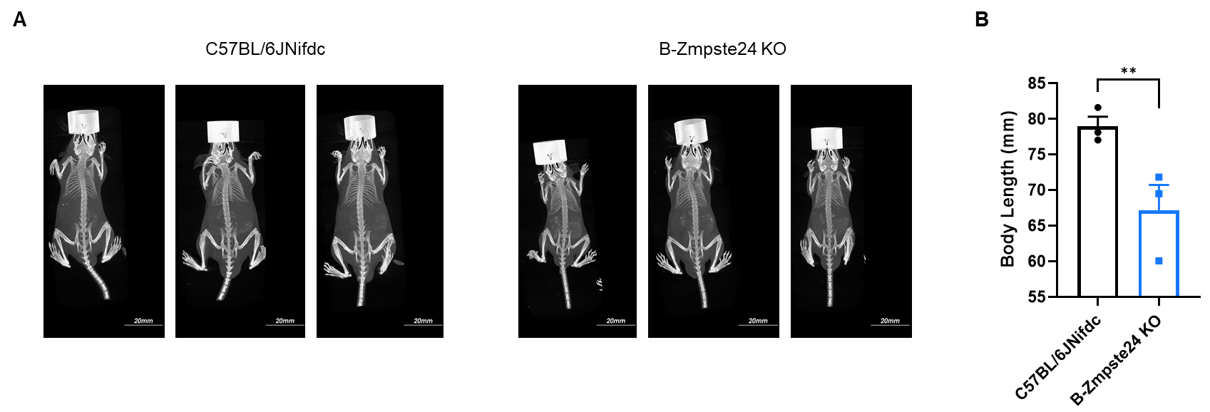 Whole-body and bone Micro-CT imaging
