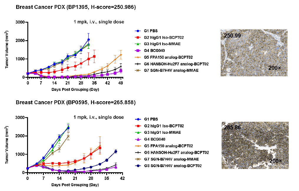 Tumor growth curves showing that a single 1 mg/kg dose of BCG040 induced sustained tumor regression for approximately 40 days and outperformed benchmark B7-H4 ADC analogs in breast cancer PDX models.