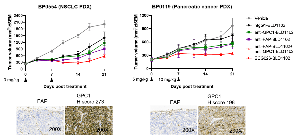Tumor volume growth curves demonstrating the superior in vivo antitumor efficacy of BCG026 (~DAR8) compared with anti-GPC1 and anti-FAP parental ADCs administered alone or in combination across PDX models.