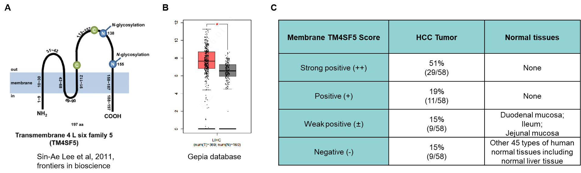 TM4SF5 expression profile showing RNA expression and IHC membrane staining in HCC patient samples and normal tissues, supporting TM4SF5 target validation for HCC ADC development.