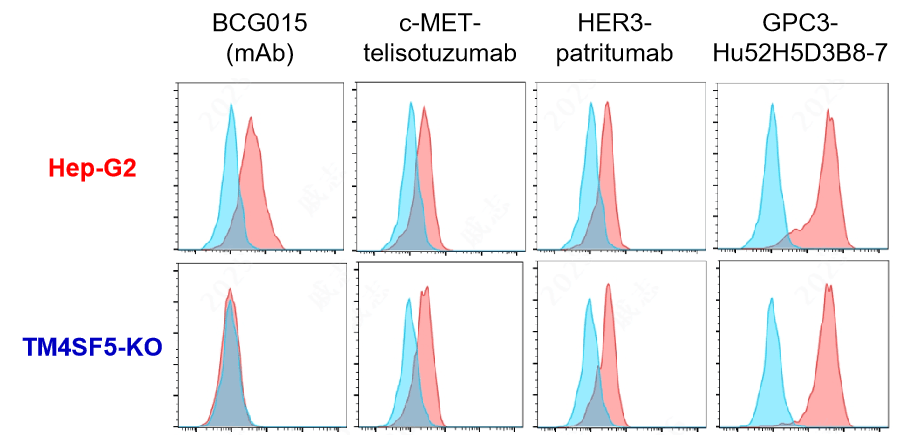 Internalization kinetics showing efficient uptake of the BCG015 TM4SF5 antibody in HCC cells, supporting intracellular ADC payload delivery.