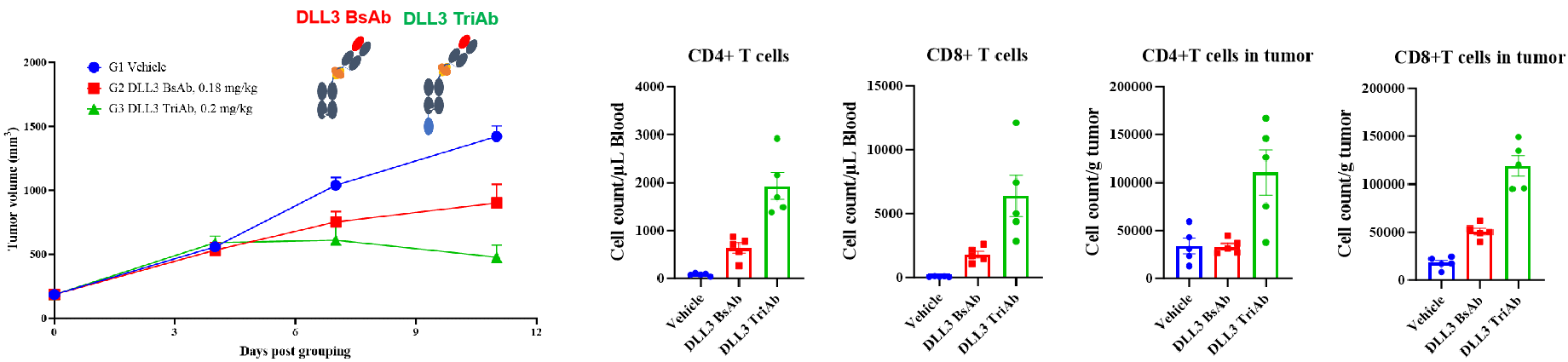 Tumor growth curves and CD4+ and CD8+ T-cell quantification showing enhanced tumor inhibition and T-cell expansion after DLL3 TriAb treatment compared with DLL3 BsAb in SHP-77 SCLC tumor-bearing mice.