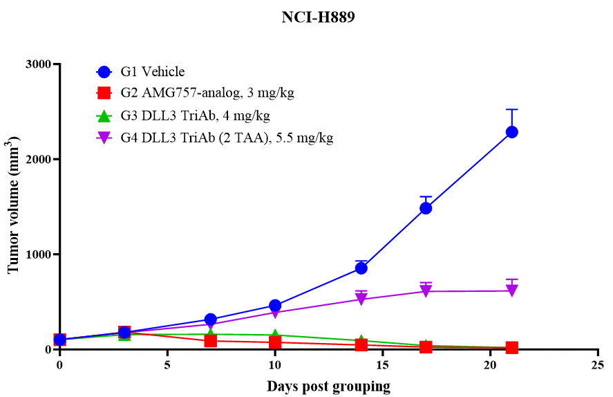 Tumor growth curves showing BCG024 DLL3 TriAb antitumor efficacy compared with 2TAA DLL3 TriAb and AMG757-analog after Day 0 and Day 7 dosing in the NCI-H889 DLL3-positive SCLC CDX model.