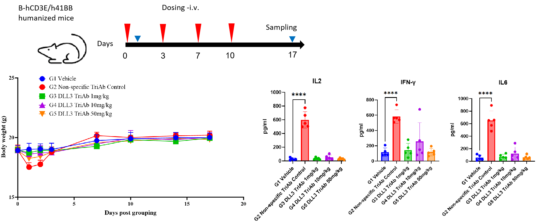 Body weight curves from Day 0 to Day 17 and IL-2, IFN-γ, and IL-6 cytokine bar charts showing BCG024 DLL3 TriAb safety in CD3ε × 4-1BB humanized mice after intravenous dosing on Days 3, 7, and 10.