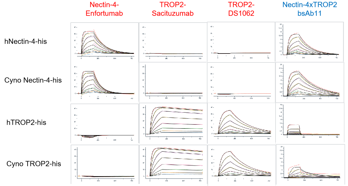 SPR affinity characterization showing BCG039 Nectin-4 × TROP2 bispecific antibody binding to human and cynomolgus Nectin-4 and attenuated TROP2 binding compared with benchmark antibodies.