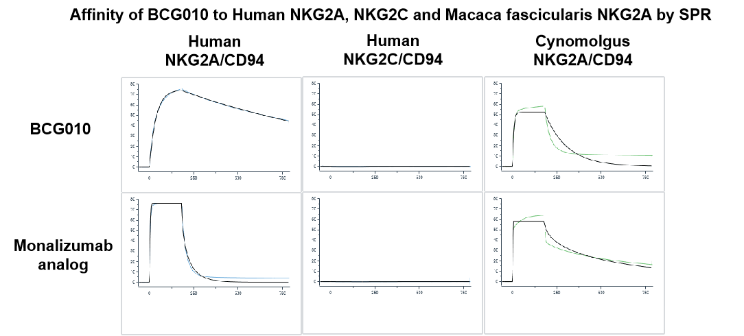 SPR affinity curves showing high-affinity binding of BCG010 to human and cynomolgus monkey NKG2A/CD94, with no measurable affinity for human NKG2C/CD94, compared with the Monalizumab analog.