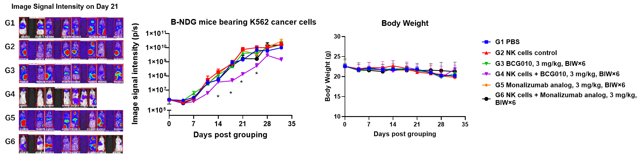 Tumor imaging signal and body weight data showing BCG010 combined with NK cell administration controlling K562 tumor growth in B-NDG mice without body weight loss.