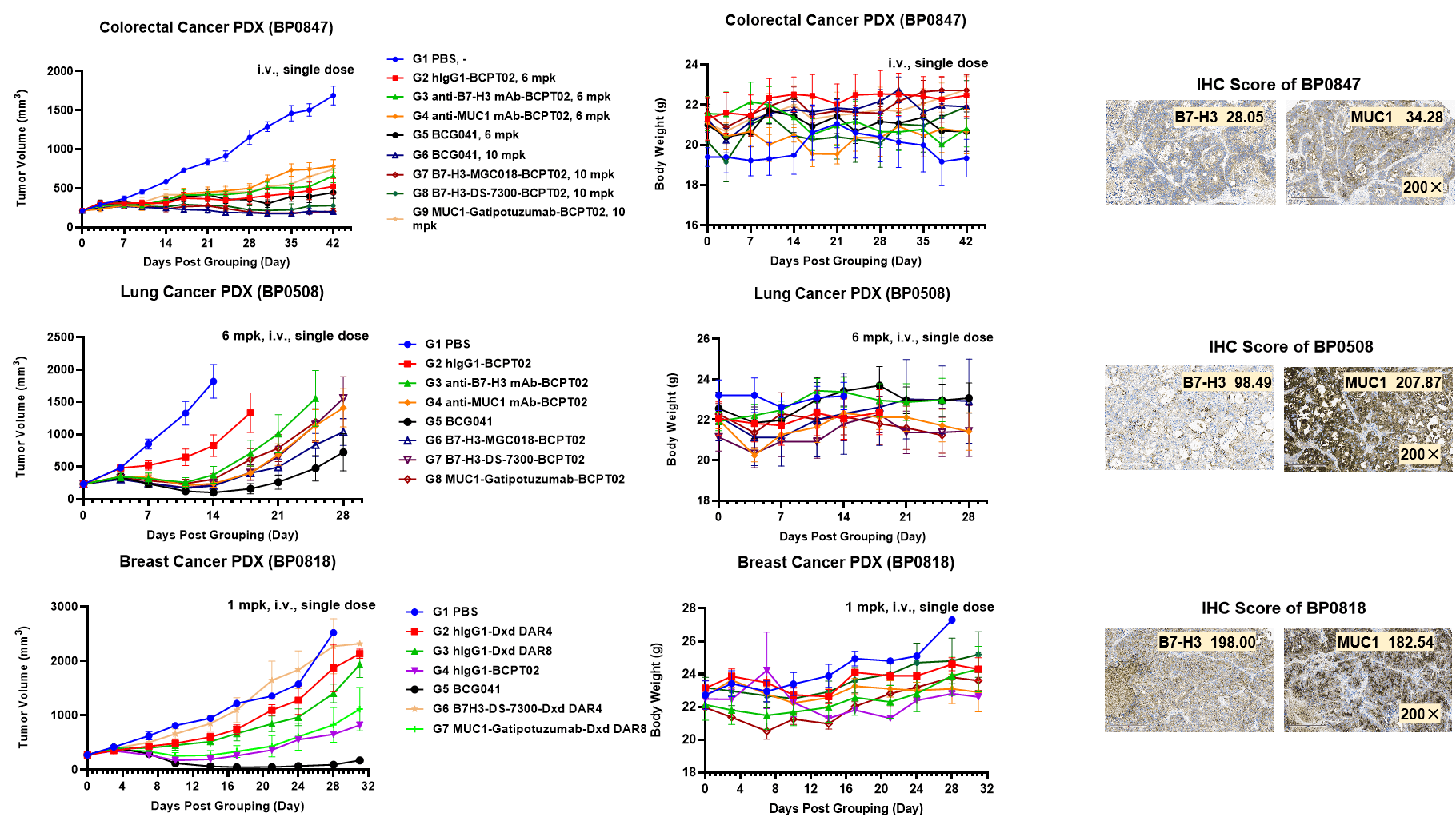 Tumor growth and body weight curves showing robust antitumor activity of BCG041-BCPT02 in BP0847 colorectal cancer, BP0508 lung cancer, and BP0818 breast cancer PDX models after single intravenous dosing, with no body weight loss observed.