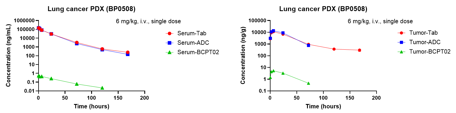 Concentration-time curves showing serum and tumor levels of total antibody, intact ADC, and released BCPT02 payload after a single 6 mg/kg intravenous dose of BCG041-BCPT02 in the BP0508 lung cancer PDX model.