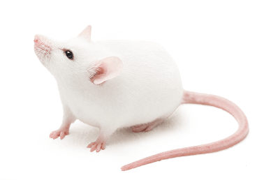 General Toxicology Study image