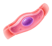 Endothelial Cells icon